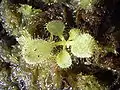 Drosera schizandra