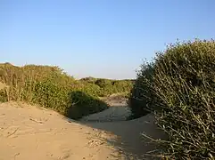Dunes de Capocotta.