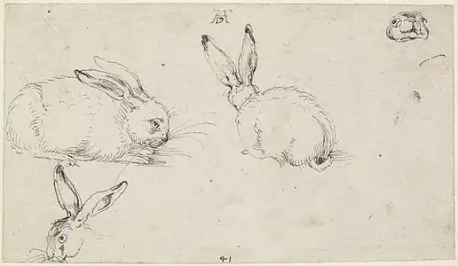 Étude de lièvres, vers 1503, 126 × 220 mm, crayon et encre noire, Londres, British Museum.