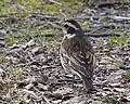 Turdus naumanni eunomus