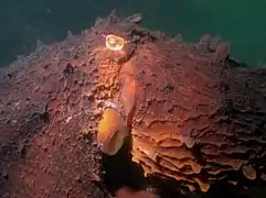 Détail de la tête.