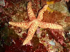 Echinaster arcystatus