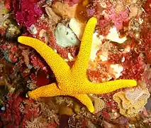 Echinaster glomeratus