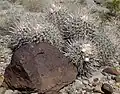 Echinocactus.