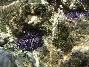Assemblage d'oursins perforants, l'espèce la plus abondante de l'Indo-Pacifique tropical.