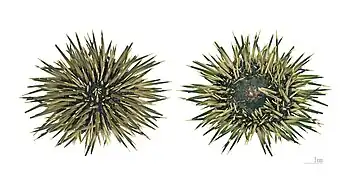 Spécimen séché des Philippines (MHNT).