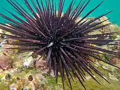 Echinometra vanbrunti