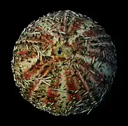 Test d'oursin pointu vu de haut.