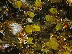 Ecteinascidia herdmani.