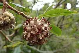 Inflorescence