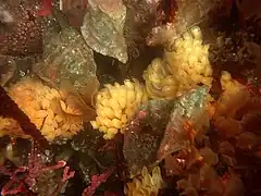 Pteropurpura trialata en pleine ponte