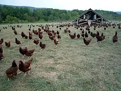 Élevage en parcs type Label Rouge (les bandes de  poules sont alimentées par l'éleveur)