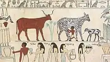 Peinture de l'Égypte antique montrant des animaux domestiques (la traite d'une vache).