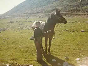 Image illustrative de l’article Cheval au Liban