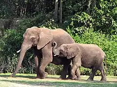 Éléphants