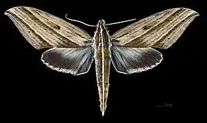 Elibia dolichus ♂ MHNT