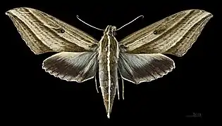 Elibia dolichus ♀ MHNT