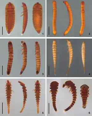 (1) Phanocerus Sharp(2) Cylloepus Erichson(3) Larva V(4) Austrolimnius Carter & Zeck(5) Neolimnius Hinton(6) Larva W