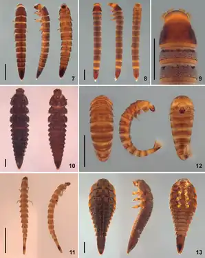 (7) Larva Z(8) Stenhelmoides Grouvelle(9) Stenhelmoides Grouvelle(10) Potamophilops Grouvelle(11) Elachistelmis Maier(12) Xenelmis Hinton(13) Stegoelmis Hinton