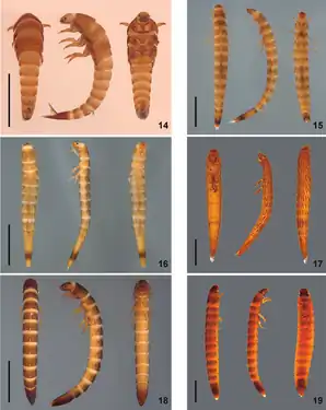 (14) Gyrelmis Hinton(15) Hexacylloepus Hinton(16) Neoelmis Musgrave(17) Heterelmis Sharp(18) Microcylloepus Hinton(19) Macrelmis Motschulsky