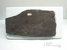 Première description du genre de poisson ganoïde Elonichthys (de) en 1848, spécimen au musée d'histoire naturelle de l'Université du Michigan.