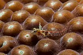 Emblemariopsis carib, un Chaenopsidae.