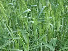 Amidonnier juste après l'épiaison