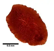 Enantia spinifera, un Enantiidae