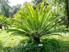 Encephalartos woodii (Cycadophyta, Zamiaceae)
