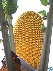 Photographie d'une structure ovalaire jaune d'or striée de motifs complexes occupant tout le centre de l'image encadrée de part et d'autre de trois fortes tiges verticales garnies de quelques folioles d'un vert vif.