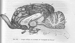 Schéma légendé d'un cerveau.