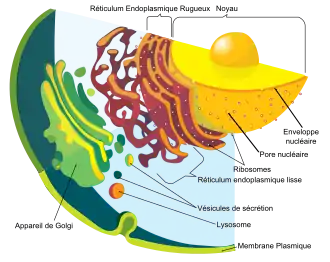 Détail du système d'endomembrane eucaryote associé au noyau