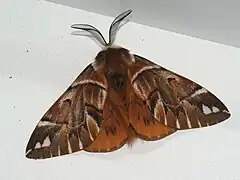 Endromidae(Endromis versicolora)