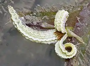 La fleur femelle en pleine floraison. Les pétales blancs tombent un jour après floraison.