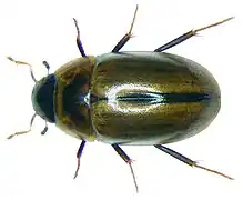 Enochrus coarctatus - dessus.