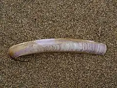 Ensis ensis