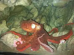Enteroctopus dofleini