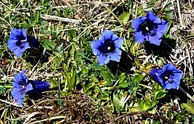 Gentiane des Alpes.