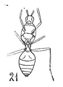 Eoformica expectans sous le taxon Gesomyrmex expectans Mâle holotype éch. R820 x2,2 p.210 pl. XIV Hyménoptères du Sannoisien de Kleinkembs.