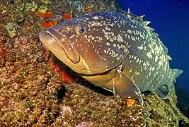 Mérou royal (Epinephelus marginatus)