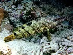 Epinephelus spilotoceps