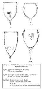 Epiplocylis undellaEpiplocylis undella var. blandaEpiplocylis acuminata(d'après E. Jörgensen, 1924)