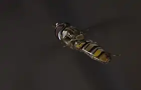 En vol stationnaire.