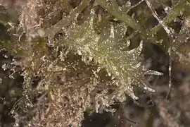 Ercolania annelyleorum