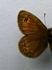 Erebia oeme  face inférieure ♂