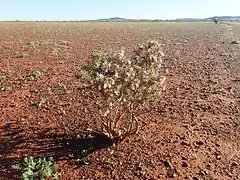 E. reticulata près du Mont Augustus.