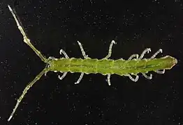 Erichsonella attenuata