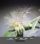 Capitule avec ses fruits