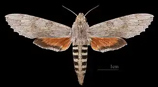 Erinnyis ello ♀ 	MHNT