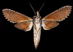 Erinnyis oenotrus♀ △ MHNT